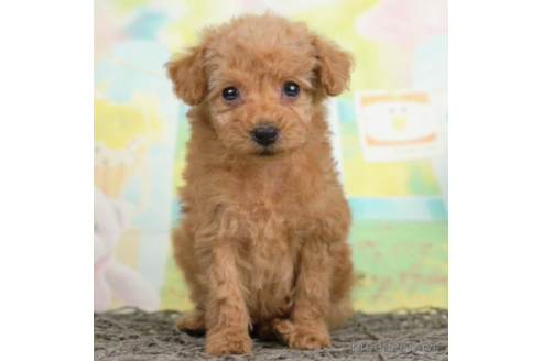 成約済の千葉県のタイニープードル-226441の3枚目